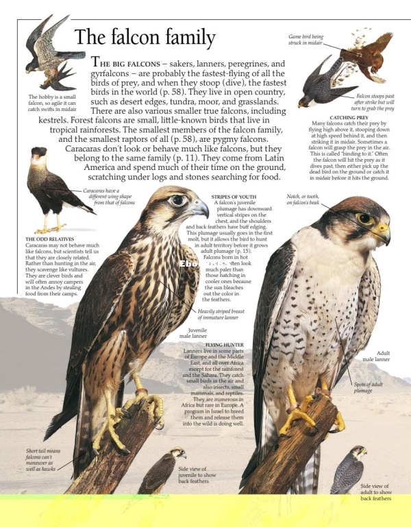 DK Eyewitness - Eagles and Birds of Prey (2000) - 45.jpg