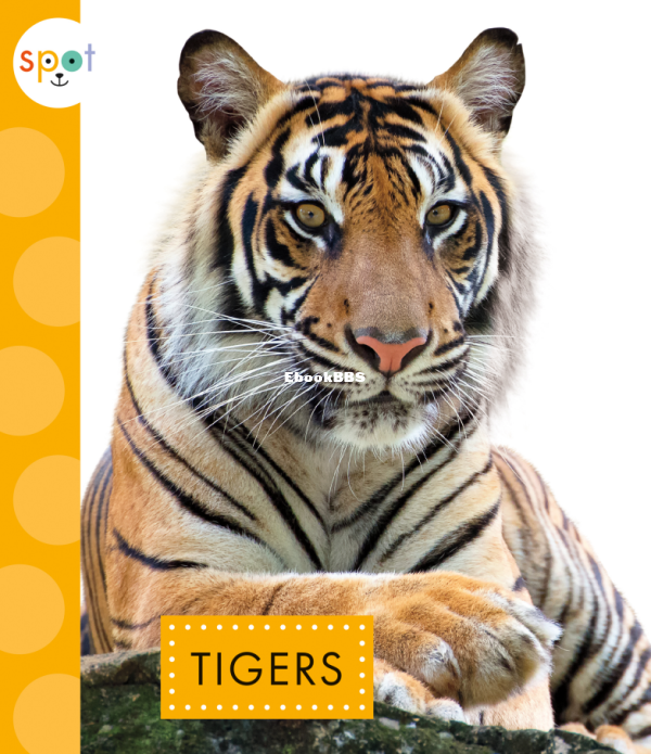 Tigers (Spot Wild Cats) - 1.png