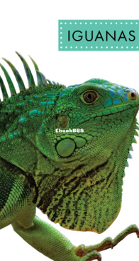 Iguanas (Spot Rainforest Animals) - Alissa Thielges - English