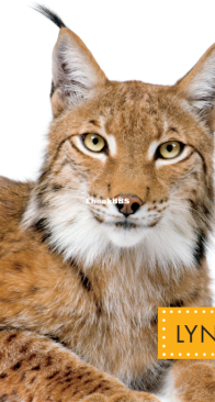 Lynx (Spot Wild Cats) - Alissa Thielges - English