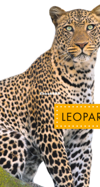 Leopards (Spot Wild Cats) - Alissa Thielges - English