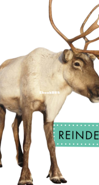 Reindeer (Spot Arctic Animals) - Anastasia Suen - English