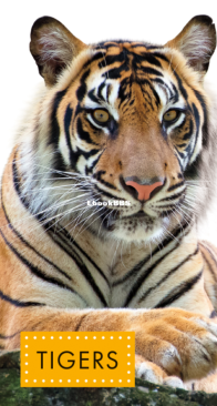 Tigers (Spot Wild Cats) - Alissa Thielges - English