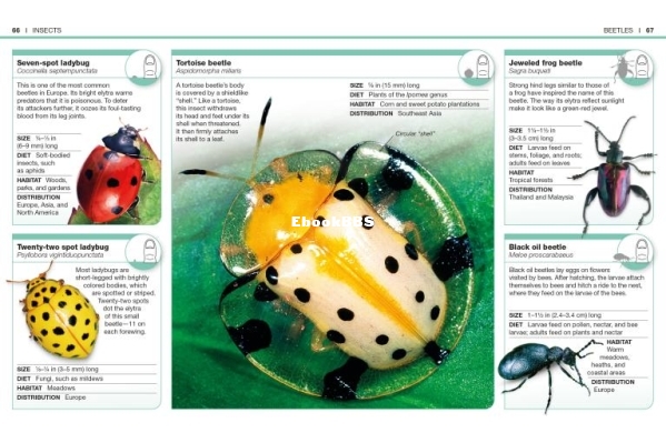 dk-pocket genius - bugs - 3.jpg