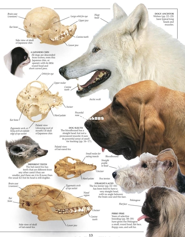 DK Eyewitness - Dog (2004) by Juliet Clutton-Brock - 14.jpg