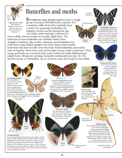 DK Eyewitness - Insect (2007) - 35.png