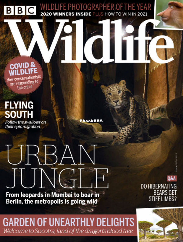 BBC Wildlife 12.2020 - 1.png