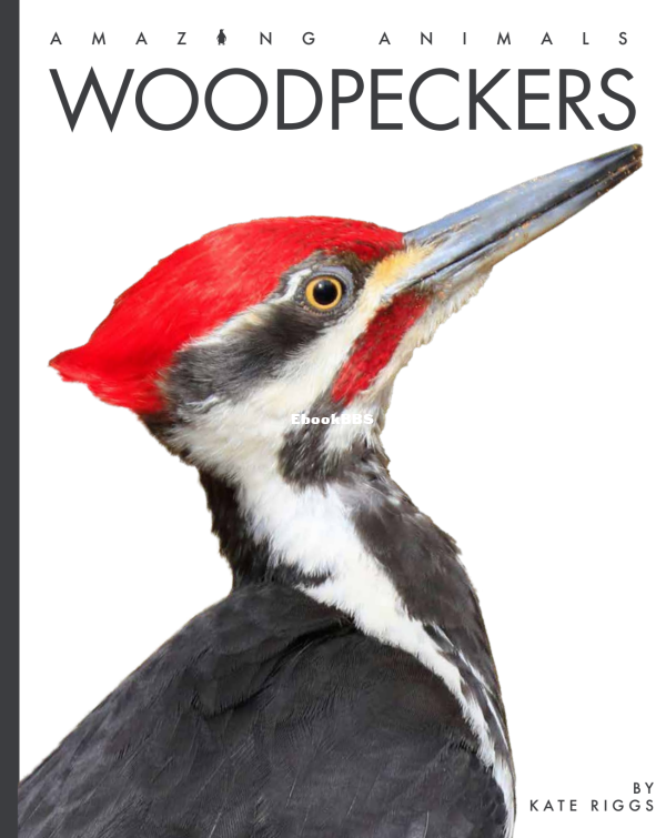 Woodpeckers (Amazing Animals) - 1.png