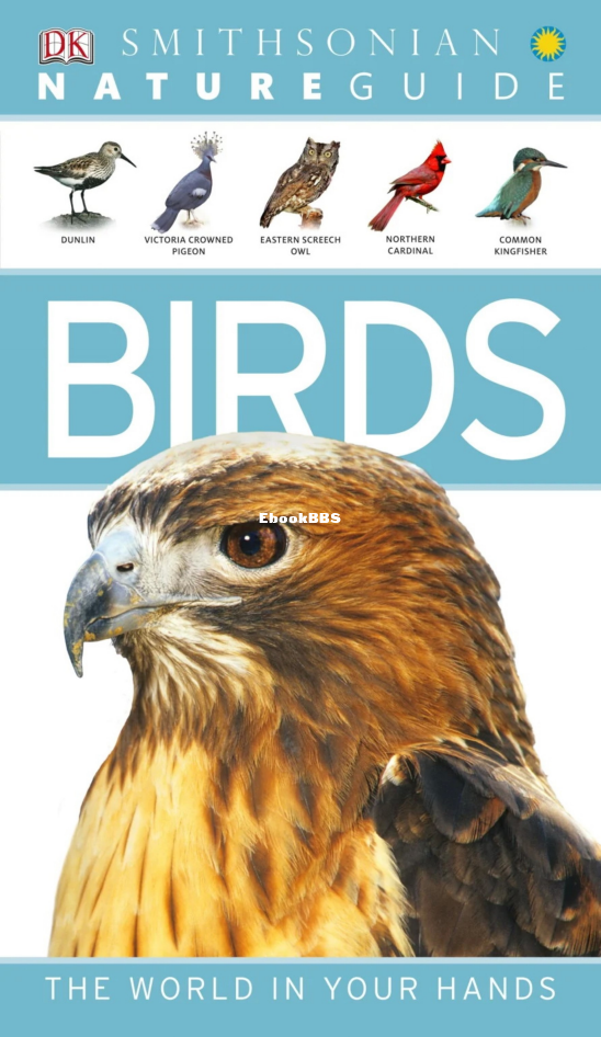 Birds - 1.png