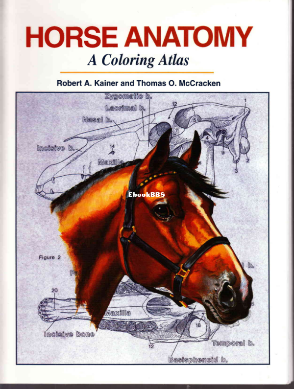 Thomas O. McCracken, Robert A. Kainer, Thomas O., MS McCracken, - Horse Anatomy .png