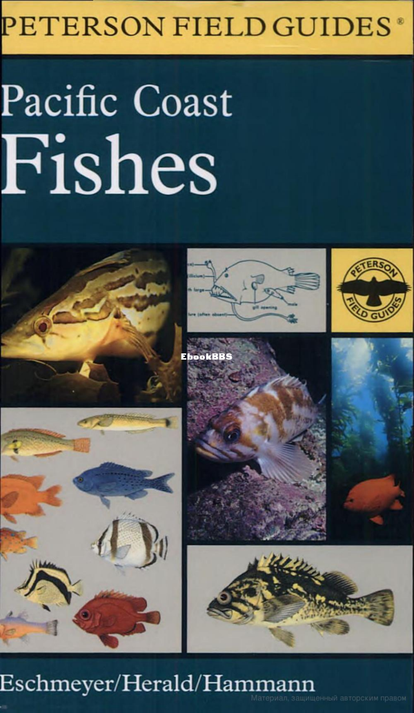 a-field-guide-to-pacific-coast-fishes-north-america - 1.png