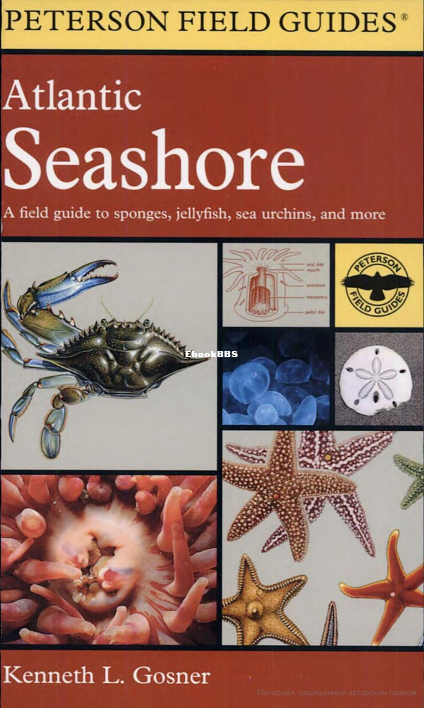 a-field-guide-to-the-atlantic-seashore-from-the-bay-of-fundy-to-cape-hatteras-pe.png