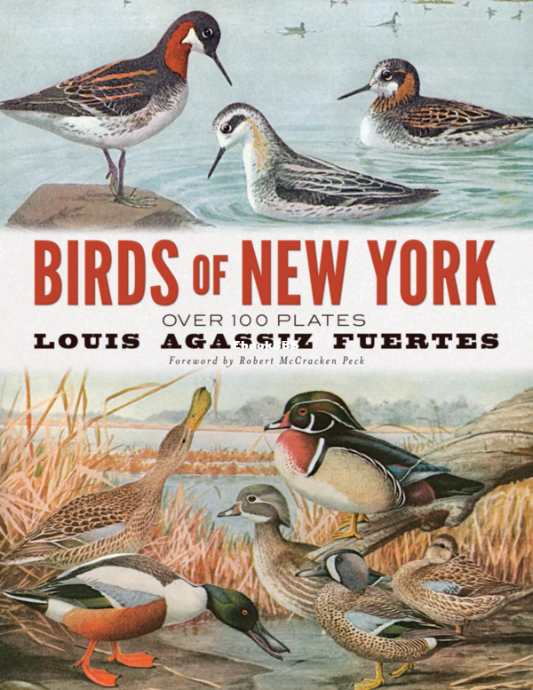 Birds_of_New_York_-_Louis_Agassiz_Fuertes - 1.png