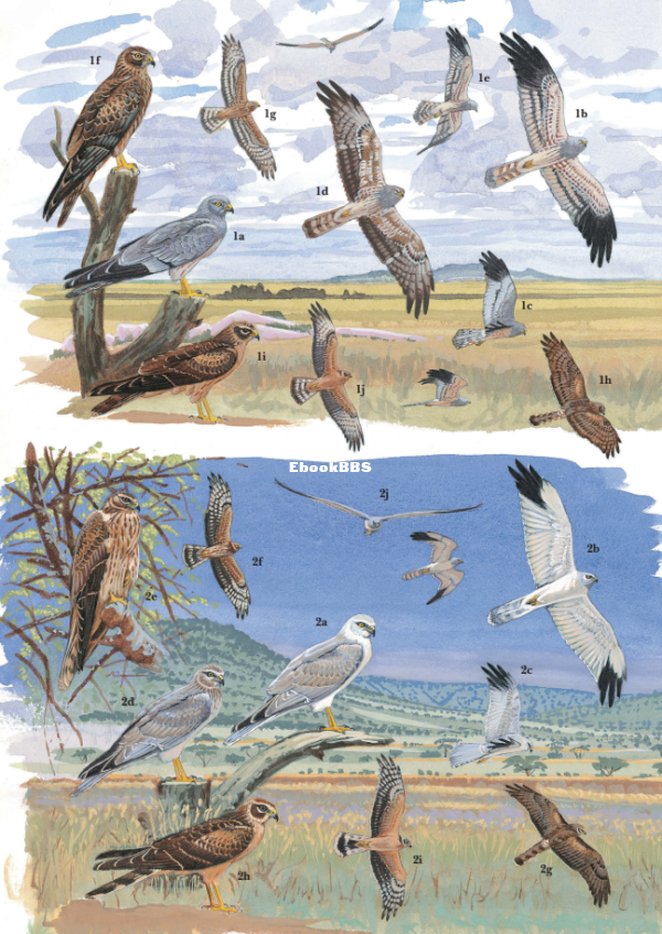 African Raptors (William S. Clark  Rob Davies) - 53.png