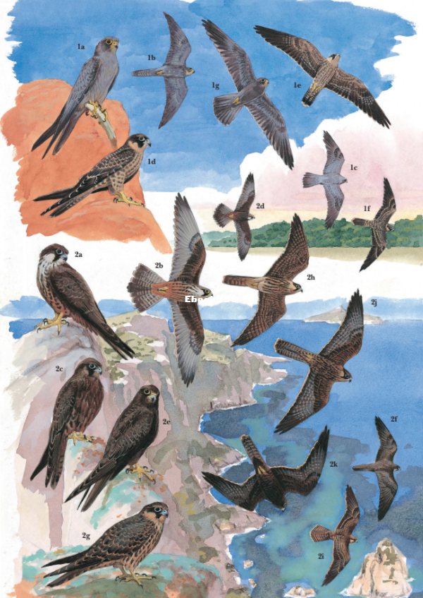 African Raptors (William S. Clark  Rob Davies) - 119.png