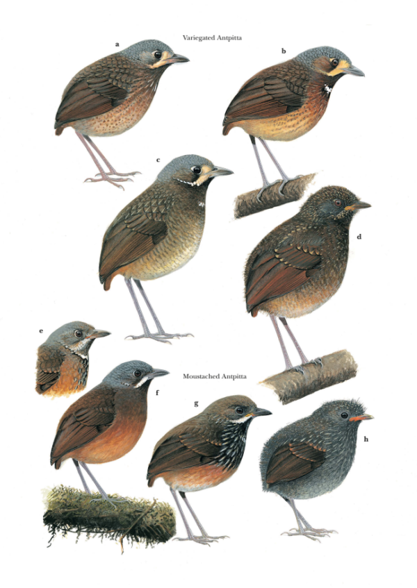 Antpittas and Gnateaters (Harold Greeney) - 38.png