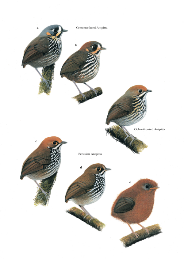 Antpittas and Gnateaters (Harold Greeney) - 70.png