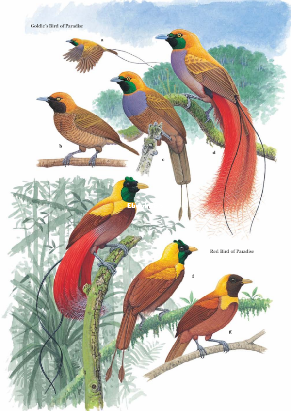 Birds of Paradise and Bowerbirds (Phil Gregory) (Z-Library) - 113.png