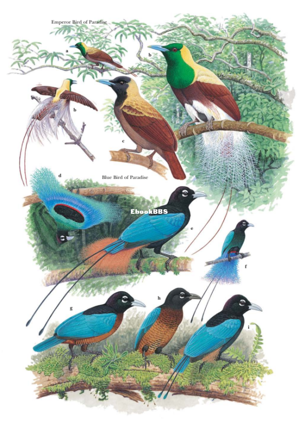 Birds of Paradise and Bowerbirds (Phil Gregory) (Z-Library) - 117.png