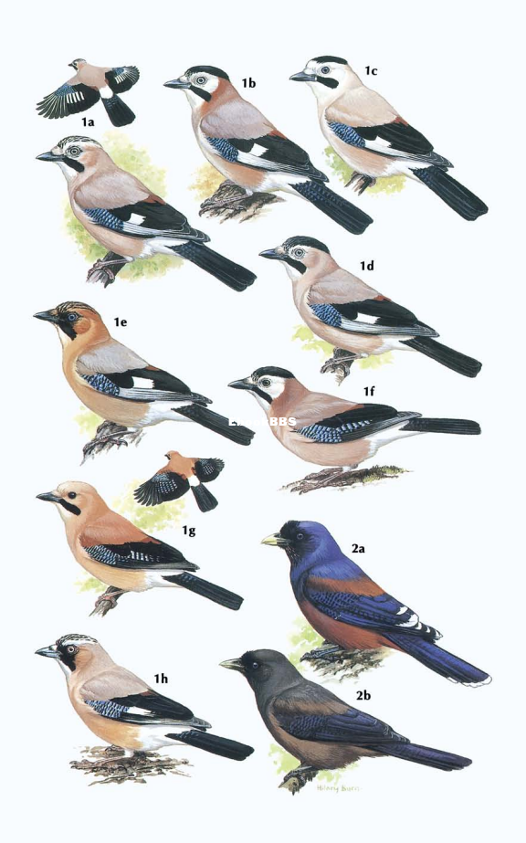 Crows and Jays A Guide to the Crows, Jays and Magpies of the World (Steve Madge,.png