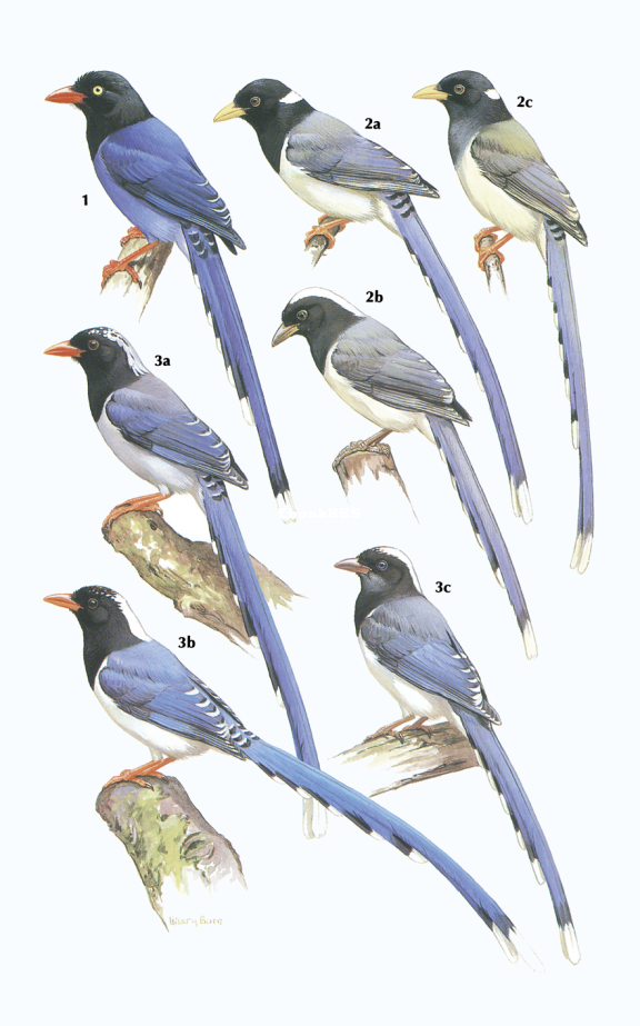 Crows and Jays A Guide to the Crows, Jays and Magpies of the World (Steve Madge,.png