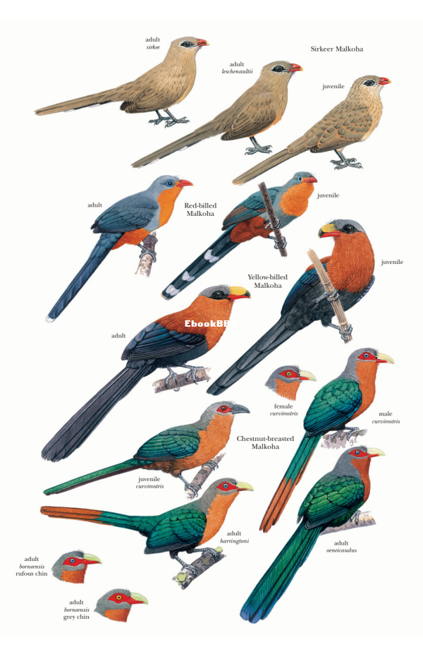 Cuckoos of the World (Johannes Erritzøe, Frederik Brammer etc.) - 60.png