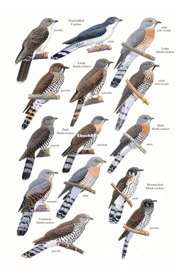 Cuckoos of the World (Johannes Erritzøe, Frederik Brammer etc.) - 72.png