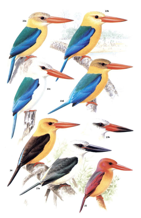 Kingfishers, Bee-eaters and Rollers (C. Hilary FryKathie Fry) - 57.png