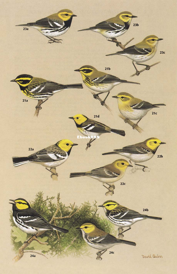 New World Warblers (Jon Curson) - 50.png