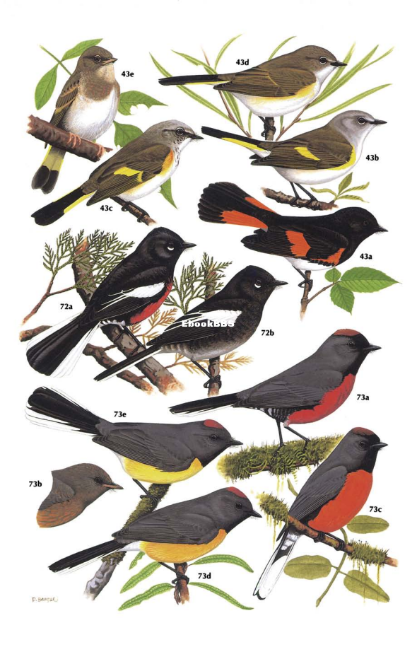 New World Warblers (Jon Curson) - 82.png