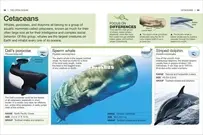 Ocean: Facts at Your Fingertips - DK Pocket Genius - Virien Chopra - English
