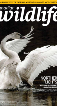 Canadian Wildlife 11-12. 2024 - English