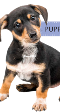 Puppies (Spot Farm Animals) - Anastasia Suen - English