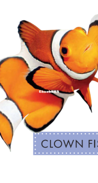 Clown Fish (Spot Ocean Animals) - Mari Schuh - English