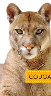Cougars (Spot Wild Cats) - Alissa Thielges - English