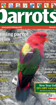 Parrots 01.2025 - English