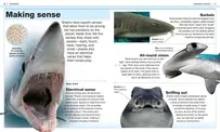 Sharks: Facts at Your Fingertips - DK Pocket Genius - Virien Chopra - English