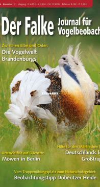Der Falke – 11.2024 - German