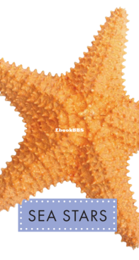 Sea Stars (Spot Ocean Animals) - Mari Schuh - English