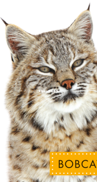 Bobcats (Spot Wild Cats) - Alissa Thielges - English