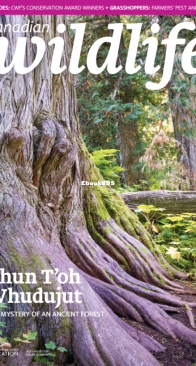 Canadian Wildlife 07-08. 2024 - English